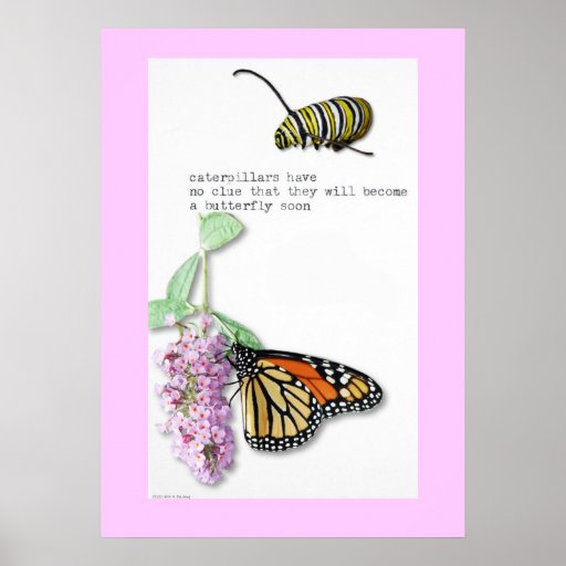 Butterfly Haiku poster Zazzle