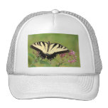 Butterfly Hat