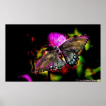 Butterfly  High Contrast Poster
