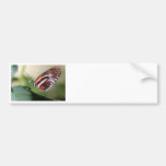 Butterfly Identification Bumper Sticker