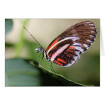 Butterfly Identification Card
