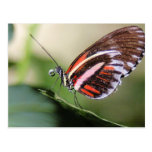 Butterfly Identification Postcard