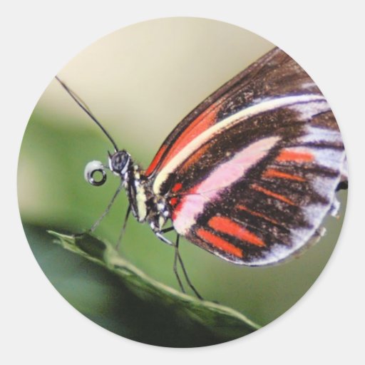 Butterfly Identification Sticker