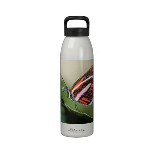 Butterfly Identification Water Bottle