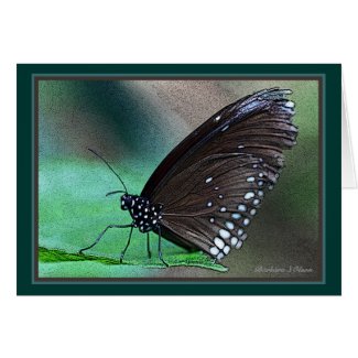 Butterfly in Aqua Greeting Cards