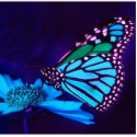 Butterfly in Blue Light Photo Sculpture photo sculptures by elenaind Butterfly in Blue Light Photo Sculpture photo sculptures