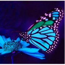Butterfly in Blue Light Photo Sculpture photo sculptures