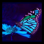 Butterfly in Blue Light Poster posters