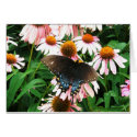 Butterfly in Coneflowers Blank Card
