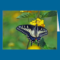 Butterfly in Encinitas cards