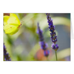 butterfly in flight card