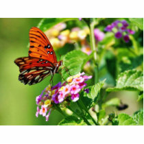Butterfly In Louisiana Photo Sculptures