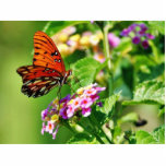 Butterfly In Louisiana Photo Sculptures
