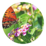 Butterfly In Louisiana