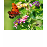 Butterfly In Louisiana