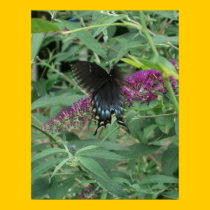 Butterfly in Motion Poster/Print Bordered