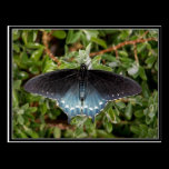 Butterfly In Our Front Yard. postcards