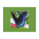 Butterfly in Spring, Texas postcards