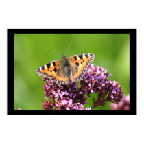 Butterfly in Sun posters by cARTerART Butterfly in Sun posters