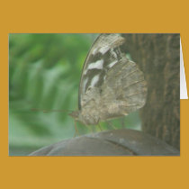 Butterfly in the Mist cards by codfishlady Butterfly in the Mist cards