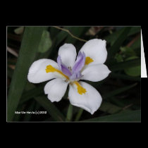Butterfly Iris cards
