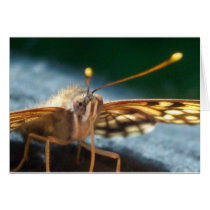 Butterfly Kisses cards