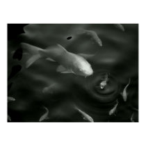 butterfly kois posters