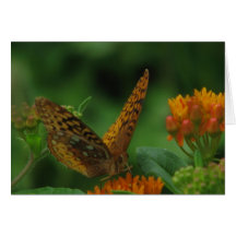 Butterfly Landing Greeting Cards