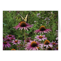 Butterfly Landing on Flowers at Kosteva Acres Cards