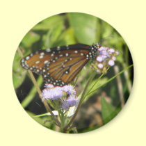 Butterfly lands on a Flower magnets