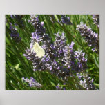 Butterfly &amp; Lavender Oil Painting Print