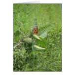 Butterfly Leaves Cards