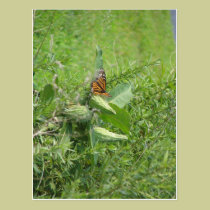 Butterfly Leaves postcards