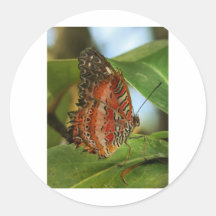 Butterfly Leopard Lacewing Cethosia Stickers