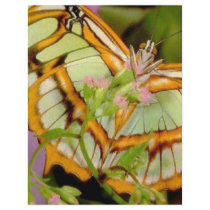 Butterfly letterhead