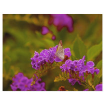 Butterfly letterhead by Jodiephotos Butterfly letterhead