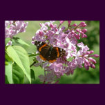 Butterfly & Lilacs