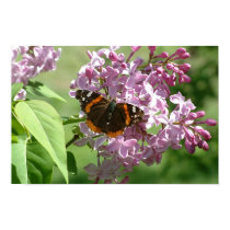 Butterfly & Lilacs posters by suebee Butterfly & Lilacs posters