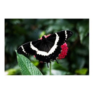 Butterfly Lolipop Print print
