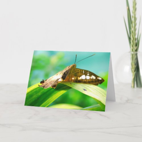 Butterfly Looking Card card