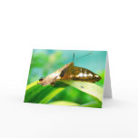 Butterfly Looking Card cards