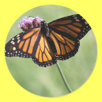 Butterfly Love stickers