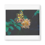 butterfly magnets
