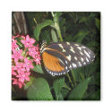 Butterfly Magnet