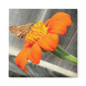 Butterfly magnets