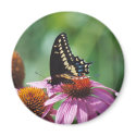 Butterfly Magnet by Captain_Panama Butterfly Magnet