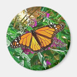 Butterfly Magnet, Monarch
