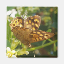 Butterfly Magnets