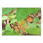 Butterfly / Mom's Day Cards