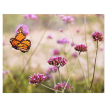 Butterfly - Monarach - The sweet life Flyer